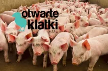 świnie, logo organizacji Otwarte Klatki