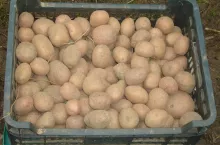 sadzeniaki w skrzynce