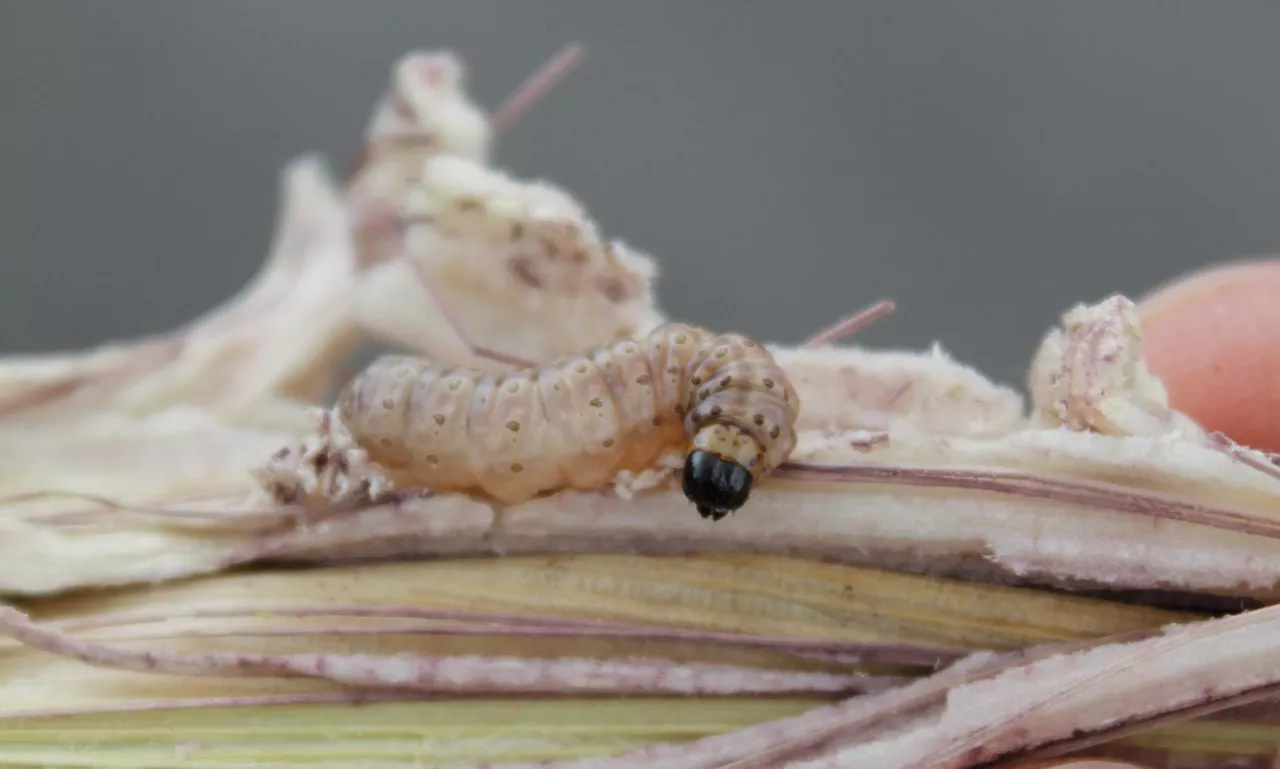 omacnica prosowianka