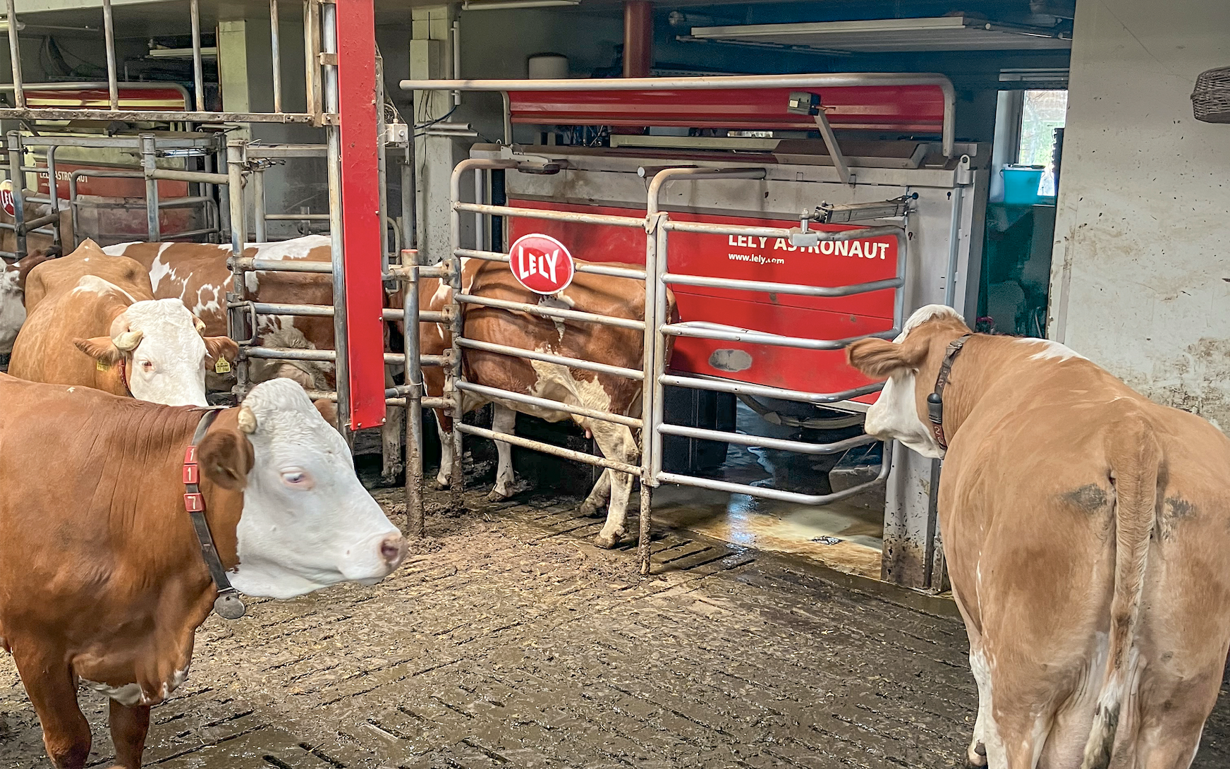 300 tys. zł z ARiMR na roboty udojowe, TMR i automatyczne karmienie. Ruszył nabór [LISTA urządzeń]