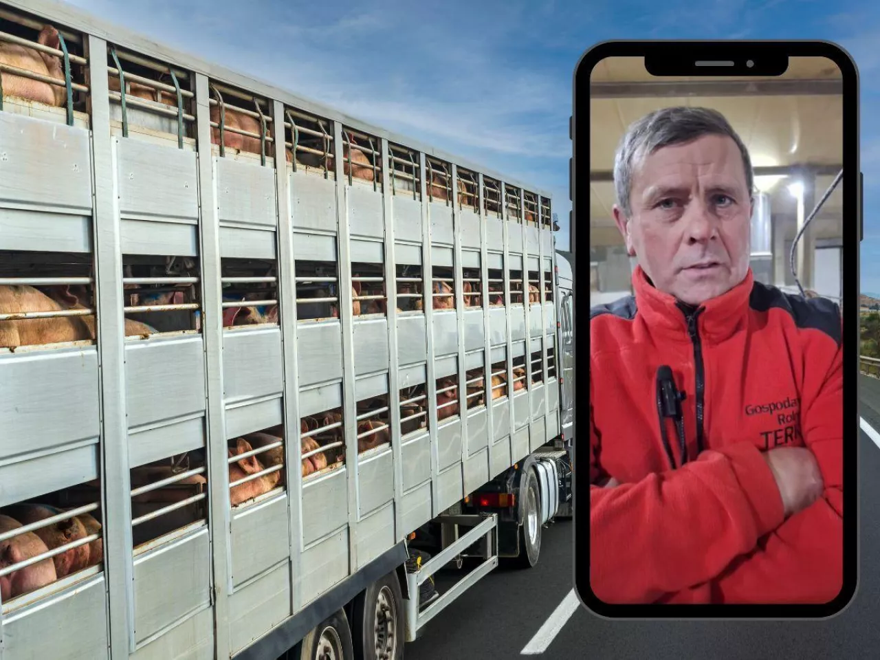 Janusz Terka o sytuacji na rynku świń