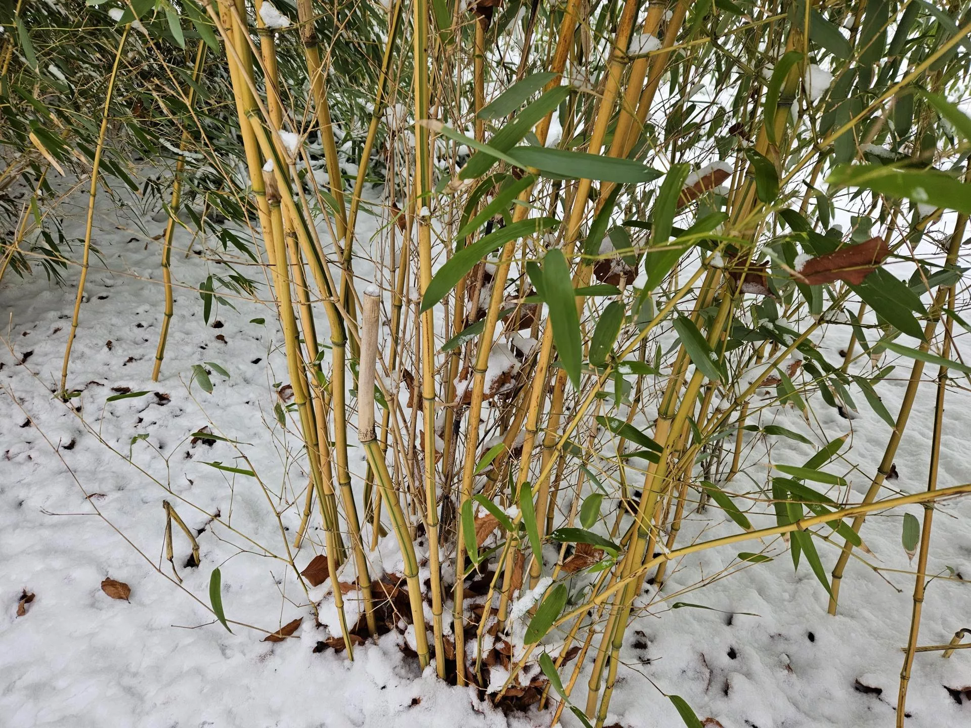 Uprawa bambusa w ogrodzie. Te triki sprawią, iż będzie zachwycał też zimą