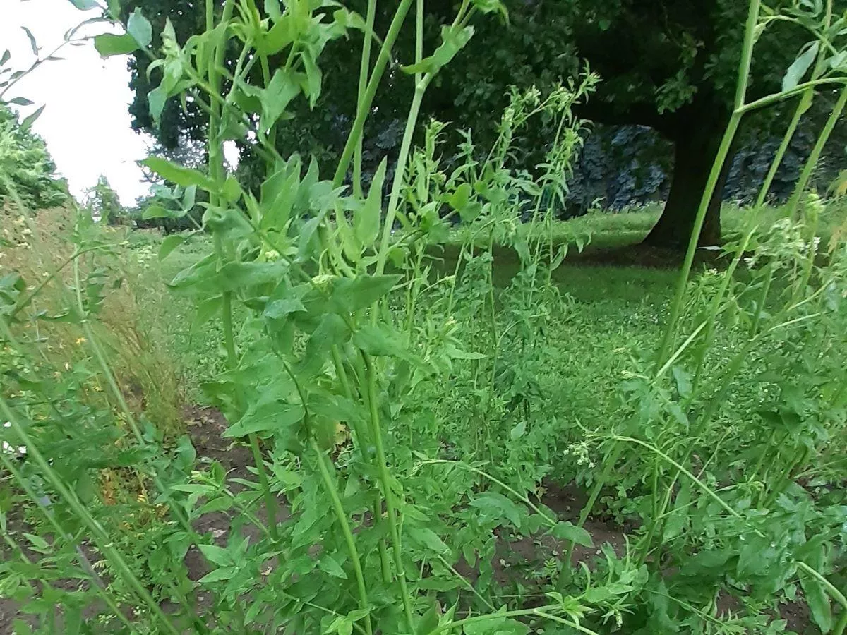 Mało znane warzywo sprzed lat. Marek kucmerka: łatwy w uprawie i pyszny