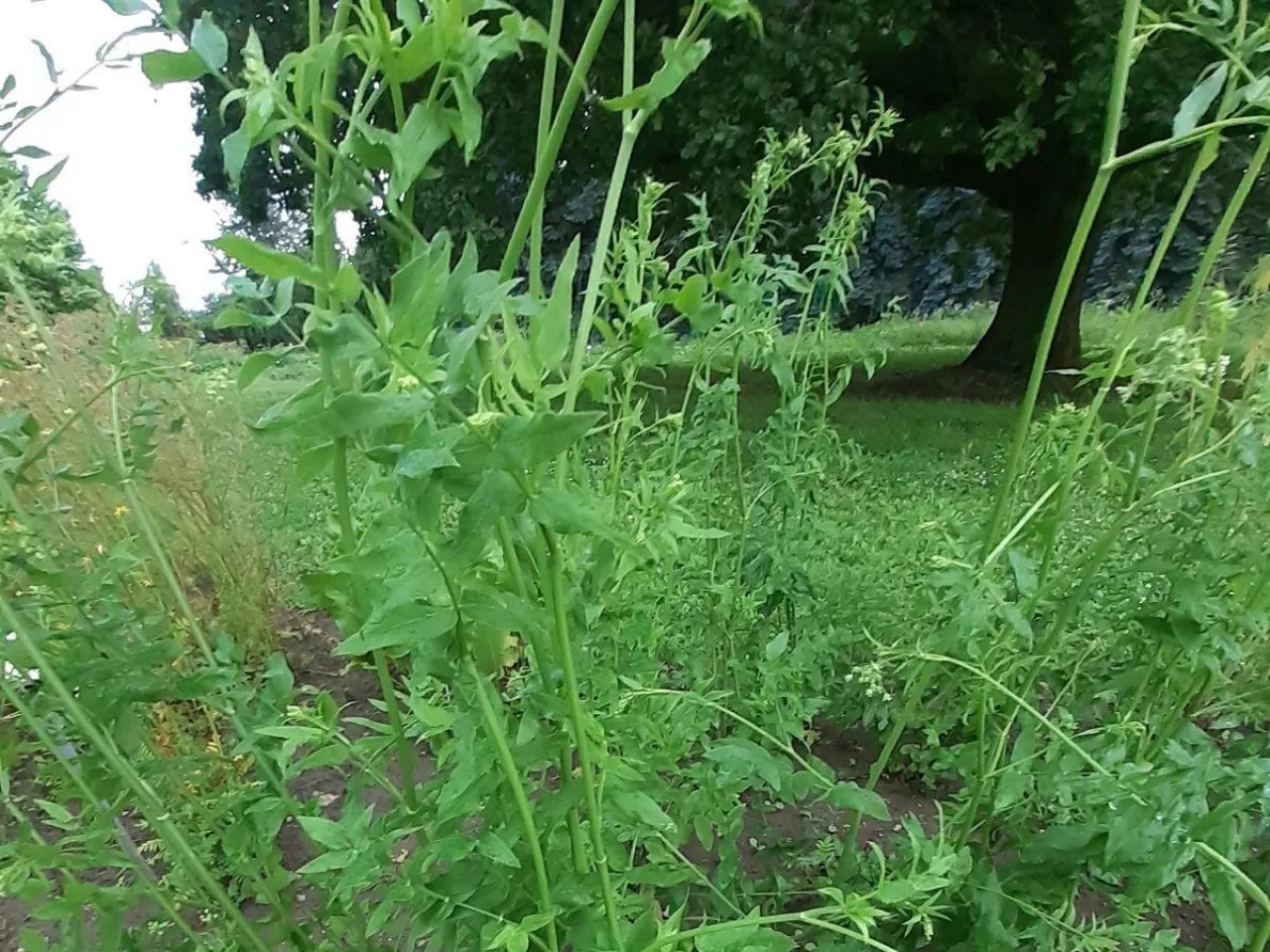 Mało znane warzywo sprzed lat. Marek kucmerka: łatwy w uprawie i pyszny