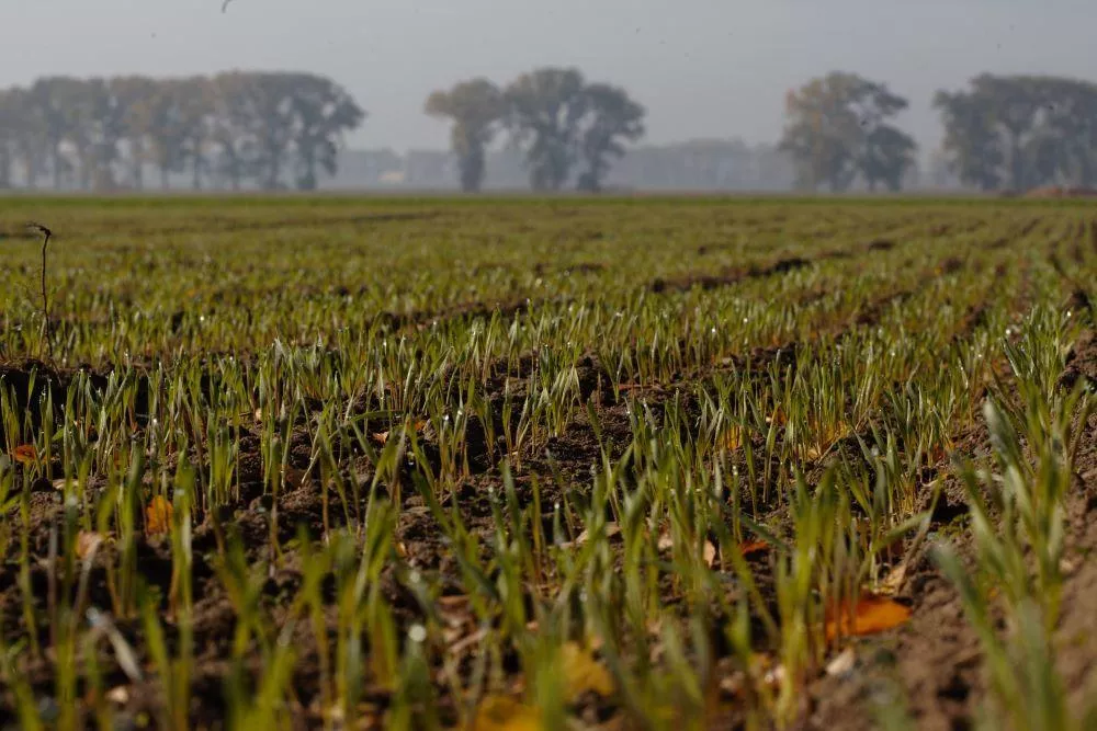 Ekoschematy: jaka kara za brak okrywy glebowej do 15 lutego?