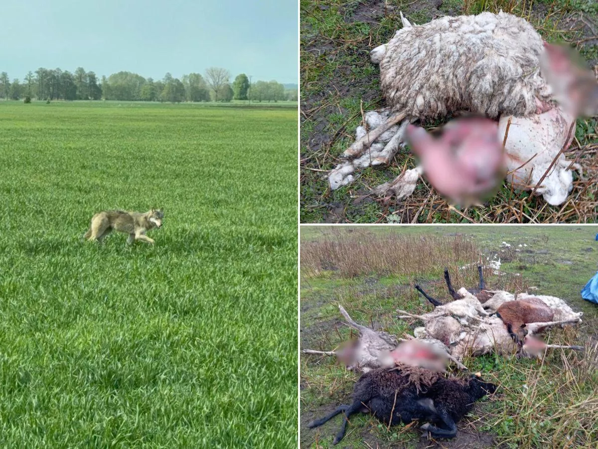 Atak wilków o świcie. Rolnik stracił 20 tysięcy zł, a dostanie grosze