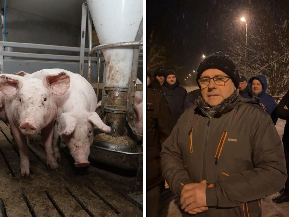 Rolnicy nie wytrzymują. Jadą pod zakład. "Świnie po 4 zł/kg, szynka po 50 zł"