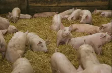 Europejscy hodowcy trzody zmagają się z gwałtownym spadkiem cen po wprowadzeniu chińskich ceł na unijną wieprzowinę. Branża alarmuje, że bez skoordynowanej reakcji UE rynek może pogłębić kryzys, ale widzi w unijnym wspólnym froncie ostatnią realną szansę na ustabilizowanie sytuacji.