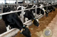 Ceny mleka znów w dół. Gdzie mleczarnie płacą najmniej?