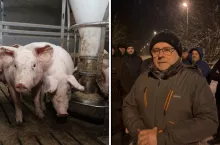 Ceny świń w Polsce runęły