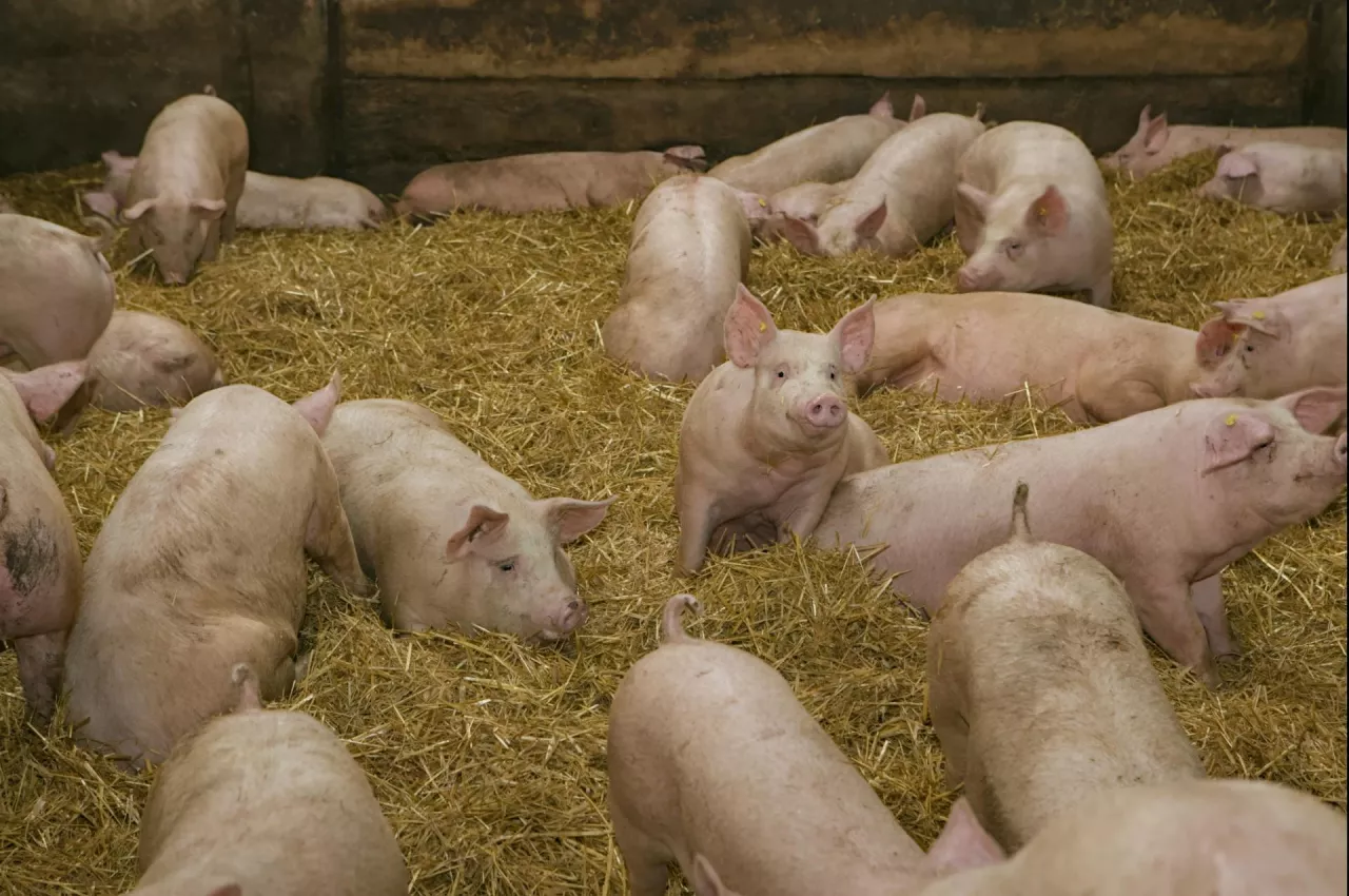 Europejscy hodowcy trzody zmagają się z gwałtownym spadkiem cen po wprowadzeniu chińskich ceł na unijną wieprzowinę. Branża alarmuje, że bez skoordynowanej reakcji UE rynek może pogłębić kryzys, ale widzi w unijnym wspólnym froncie ostatnią realną szansę na ustabilizowanie sytuacji.