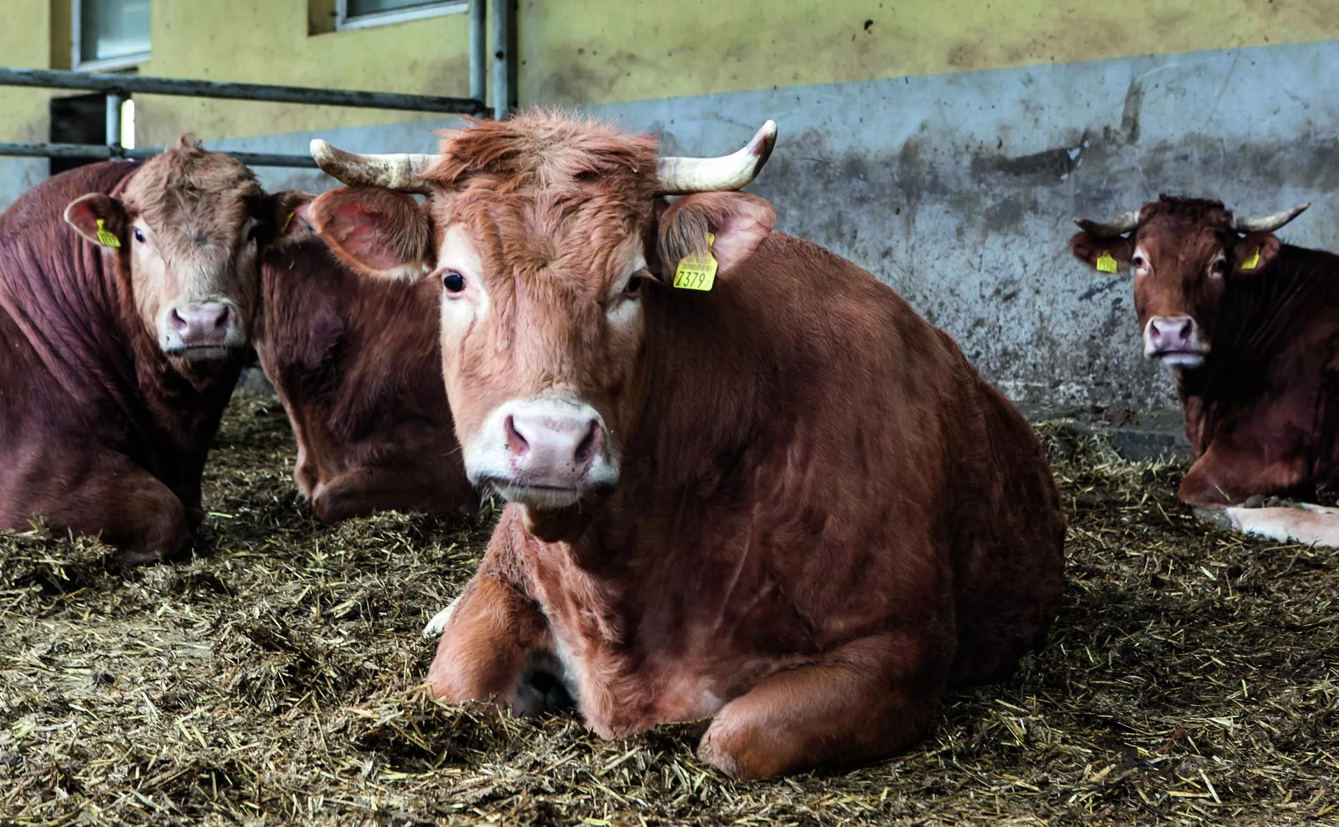 Byki drożeją, ale rolnicy mogą się przeliczyć. Jakie są aktualne ceny bydła? [SONDA]