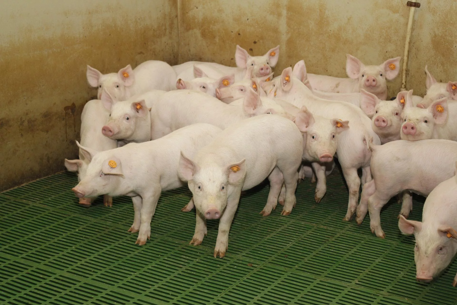 Hodujesz świnie? To kradnie przyrosty na każdej fermie