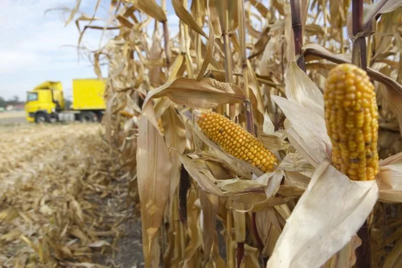 Ceny kukurydzy rosną. Gdzie skupy płacą najwięcej? [SONDA]