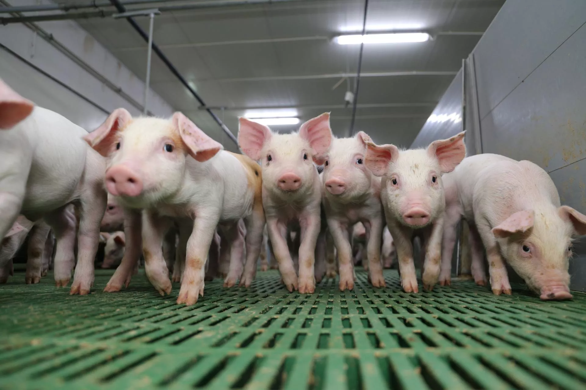 Dokąd zmierza rynek prosiąt? Ekspert wskaże scenariusz