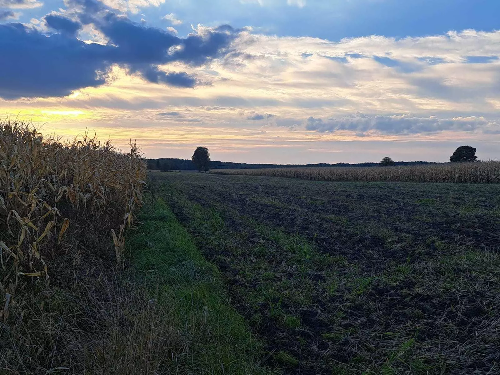 Kupno ziemi bez wykształcenia rolniczego? Sprawdź, co mówi ustawa