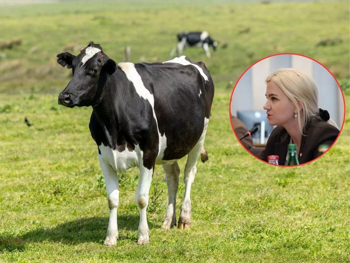 Ceny mleka lecą w dół. Co zrobi rząd, by ratować rolników?