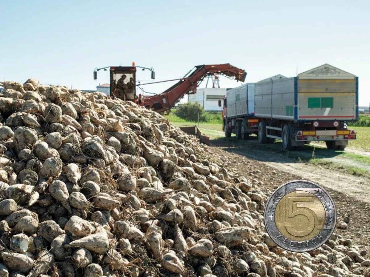 Bez dopłat byłaby strata. Ile naprawdę rolnik zarabia na buraku cukrowym?