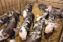 rasa puławska reportaż kądziela prosięta po odsadzeniu