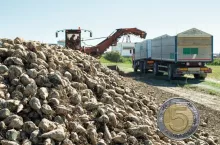 Opłacalność uprawy buraka cukrowego