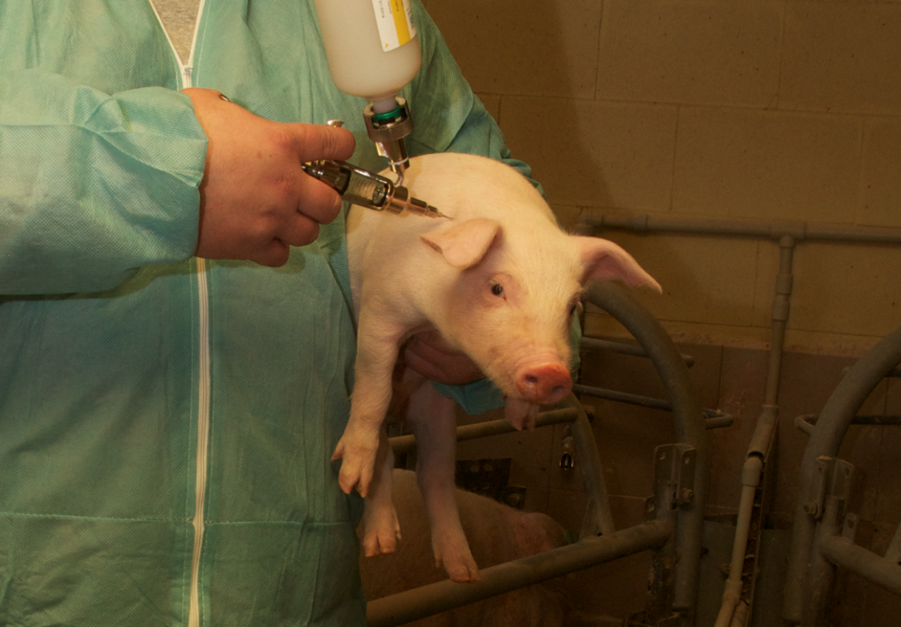 Nawet najlepsza szczepionka nie zadziała prawidłowo, jeśli zostanie podana niepoprawnie