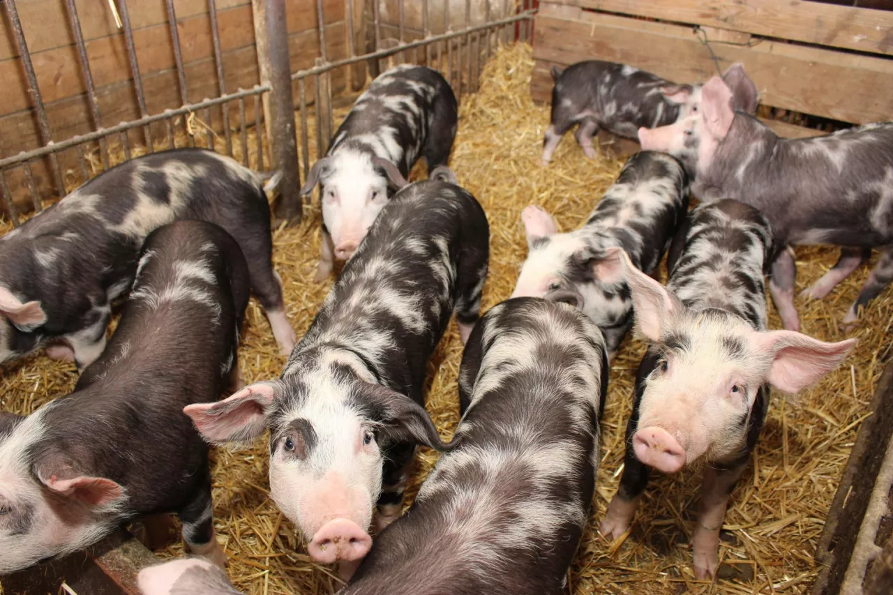 rasa puławska reportaż kądziela prosięta po odsadzeniu