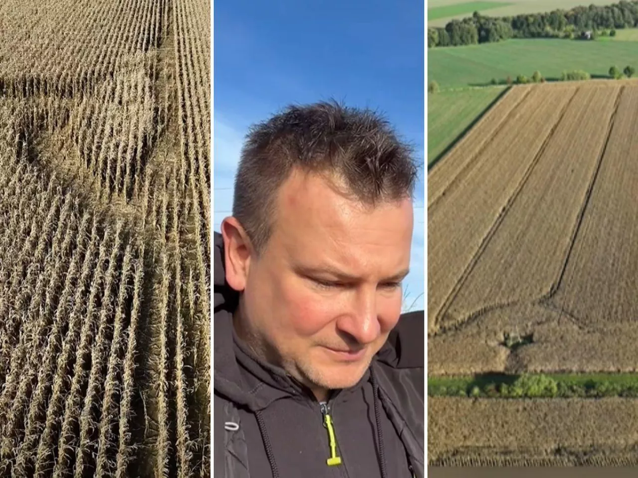 Dziki plądrują uprawę kukurydzy w gospodarstwie Grzegorza Bardowskiego