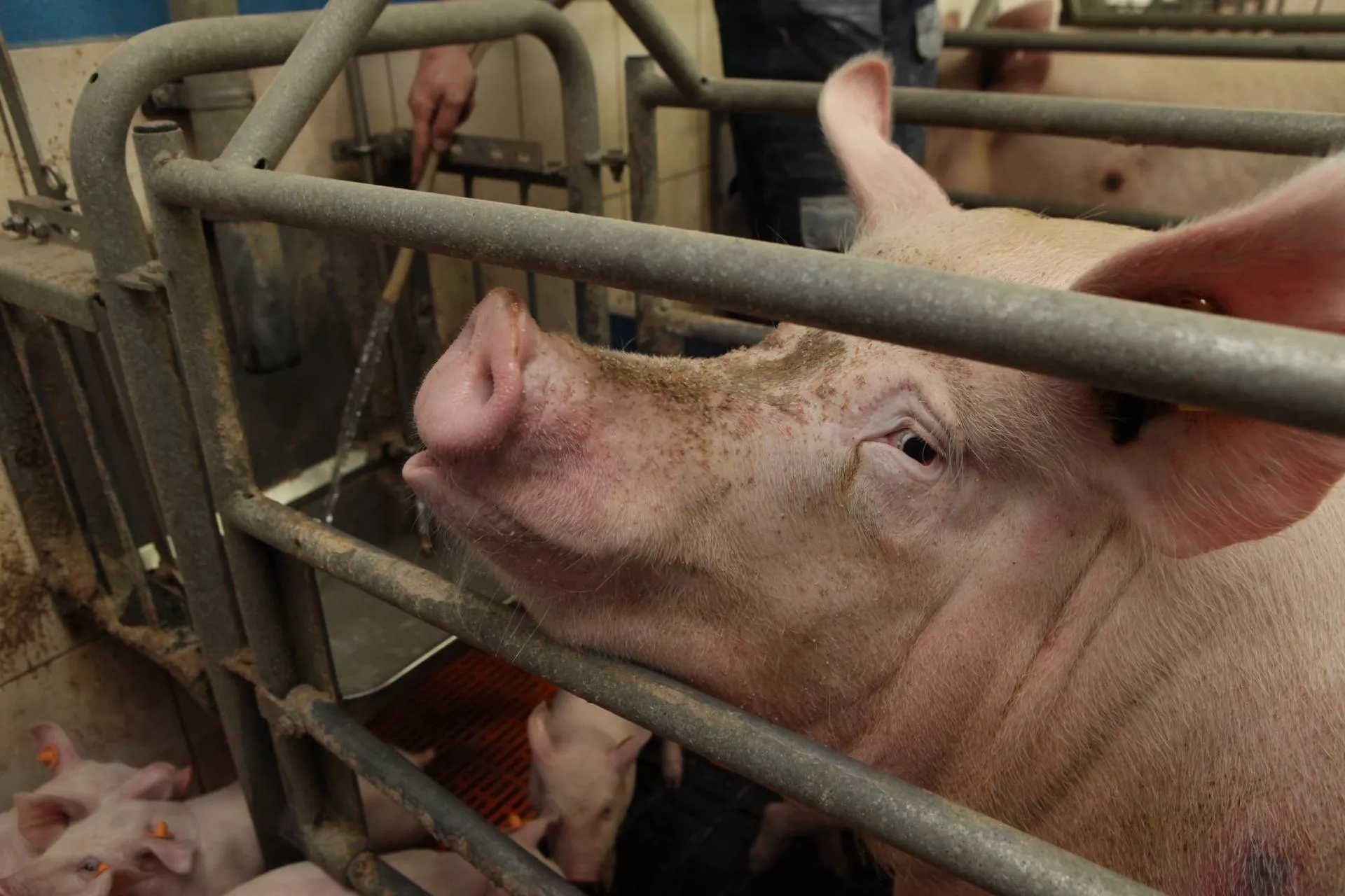 Mleczność loch pod presją. Jeden błąd i prosięta tracą ponad 20% przyrostów