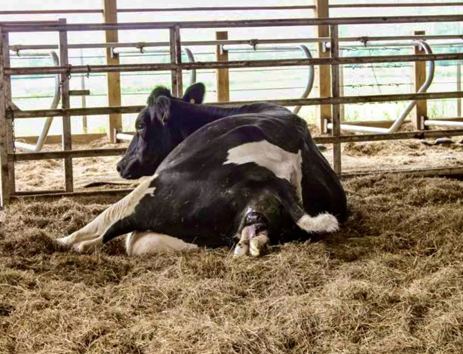 Rolnicy karani za sprzedaż krów po wycieleniu. Przepisy są niejasne, a kary ogromne