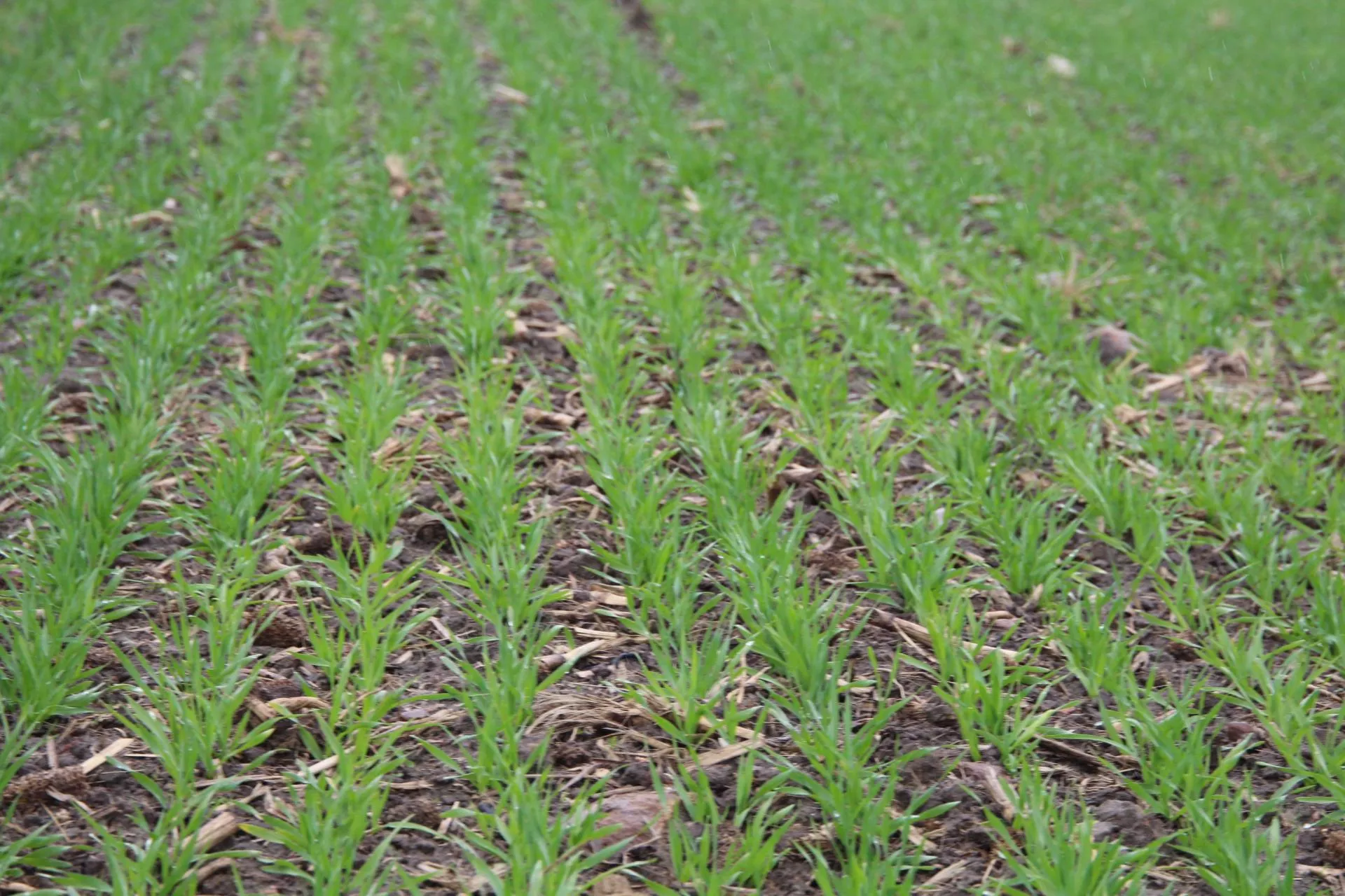 Zmiany na rynku nasion. RAGT przejmuje jęczmień browarny Syngenty