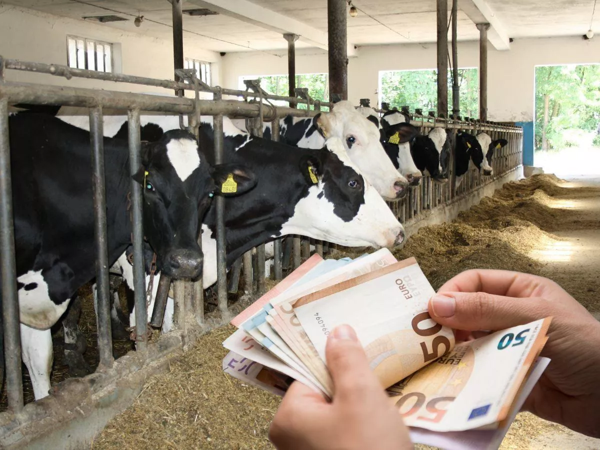 Ceny mleka lecą w dół. Rolnicy ostrzegają: będzie załamanie