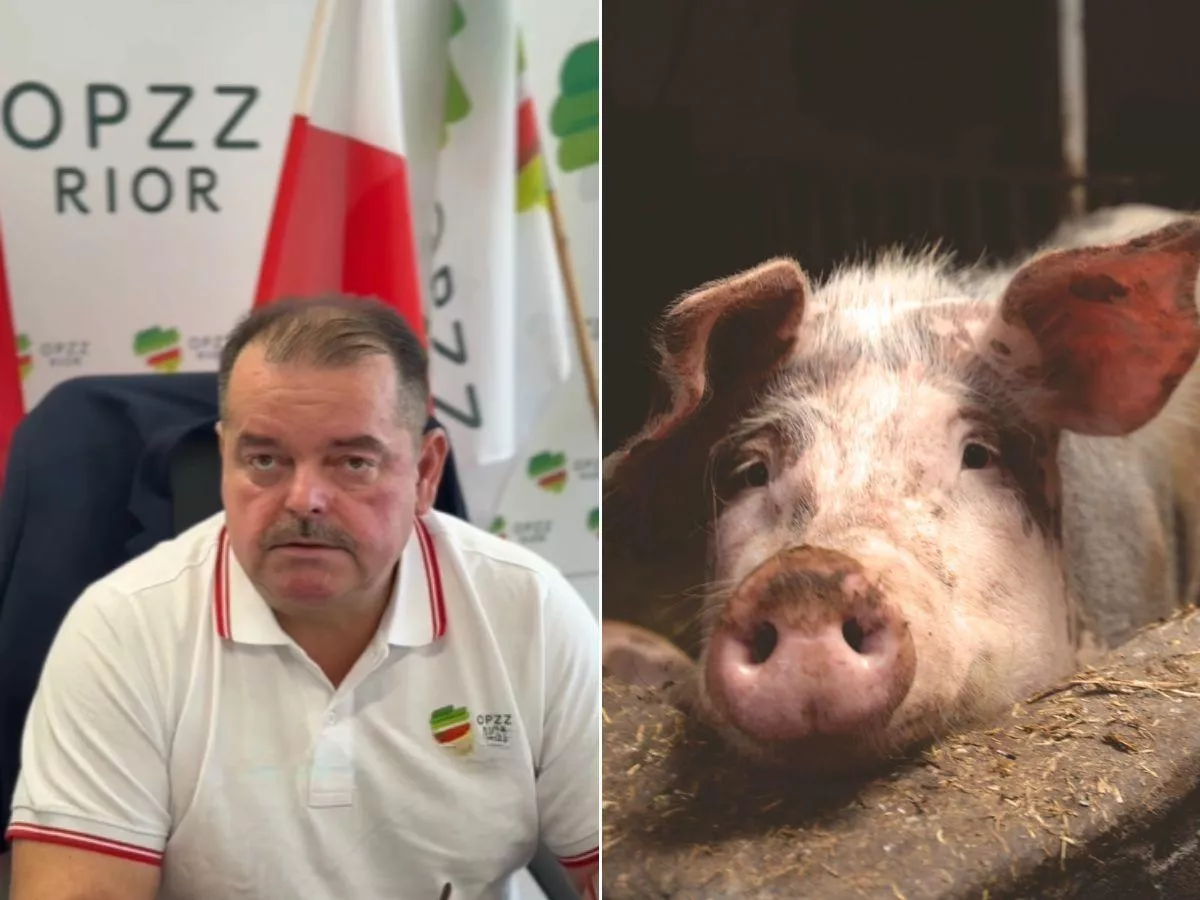Miliony na ASF i zero efektów. "Dajcie nam prosiaki i paszę za darmo"