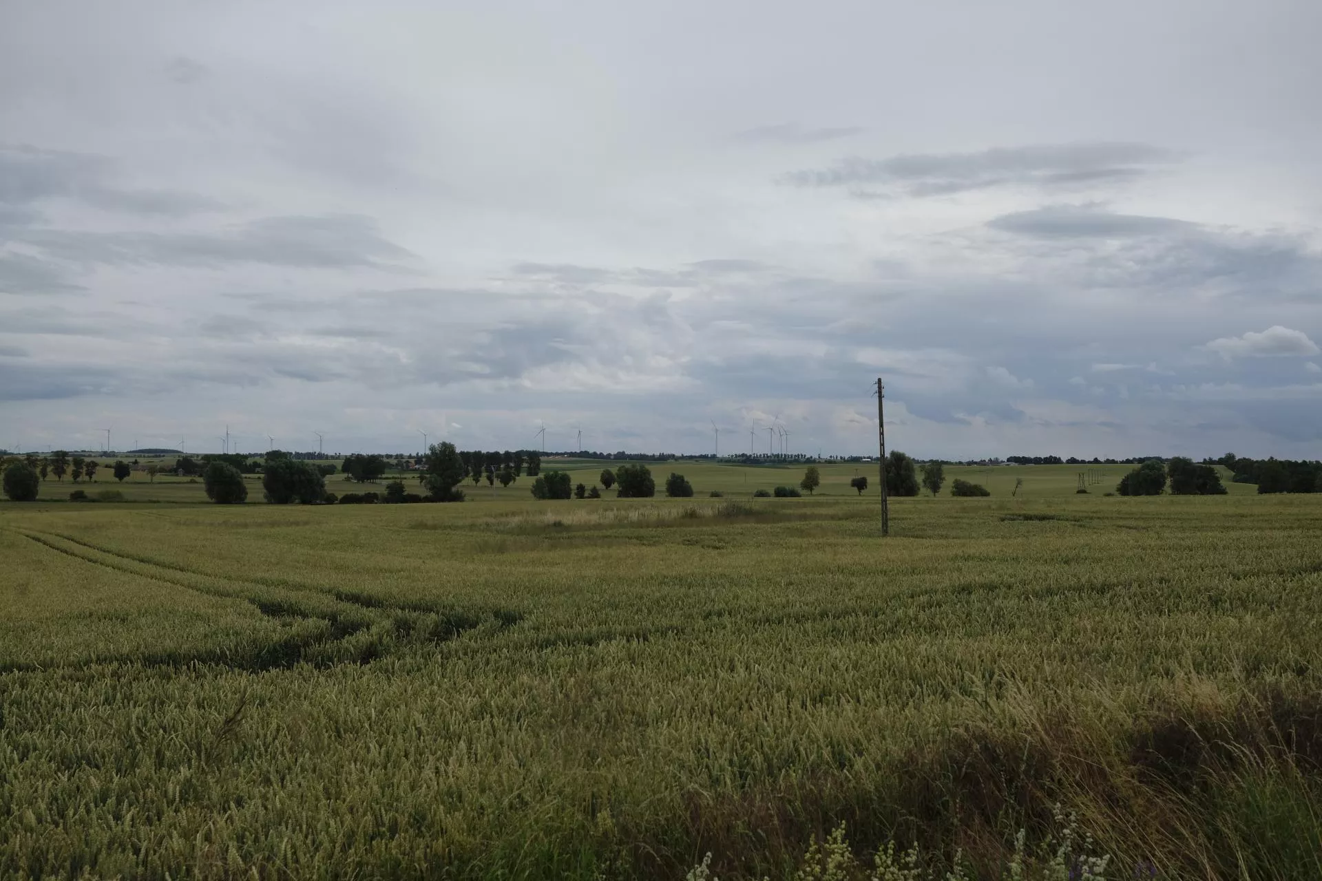 Firmy skupują certyfikaty węglowe od rolników. "Zasady są niejasne i ryzykowne"