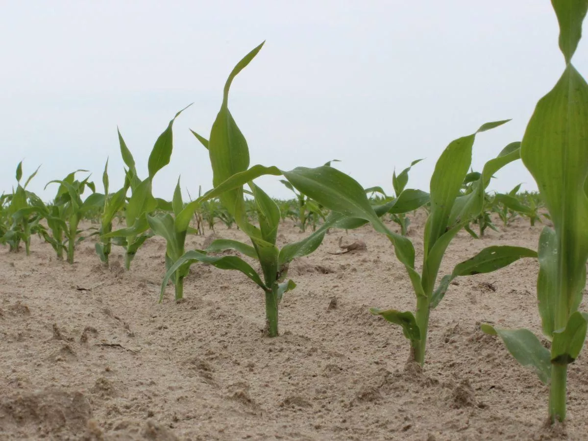 Błąd w nawożeniu kosztuje plon. Te składniki wzajemnie się blokują