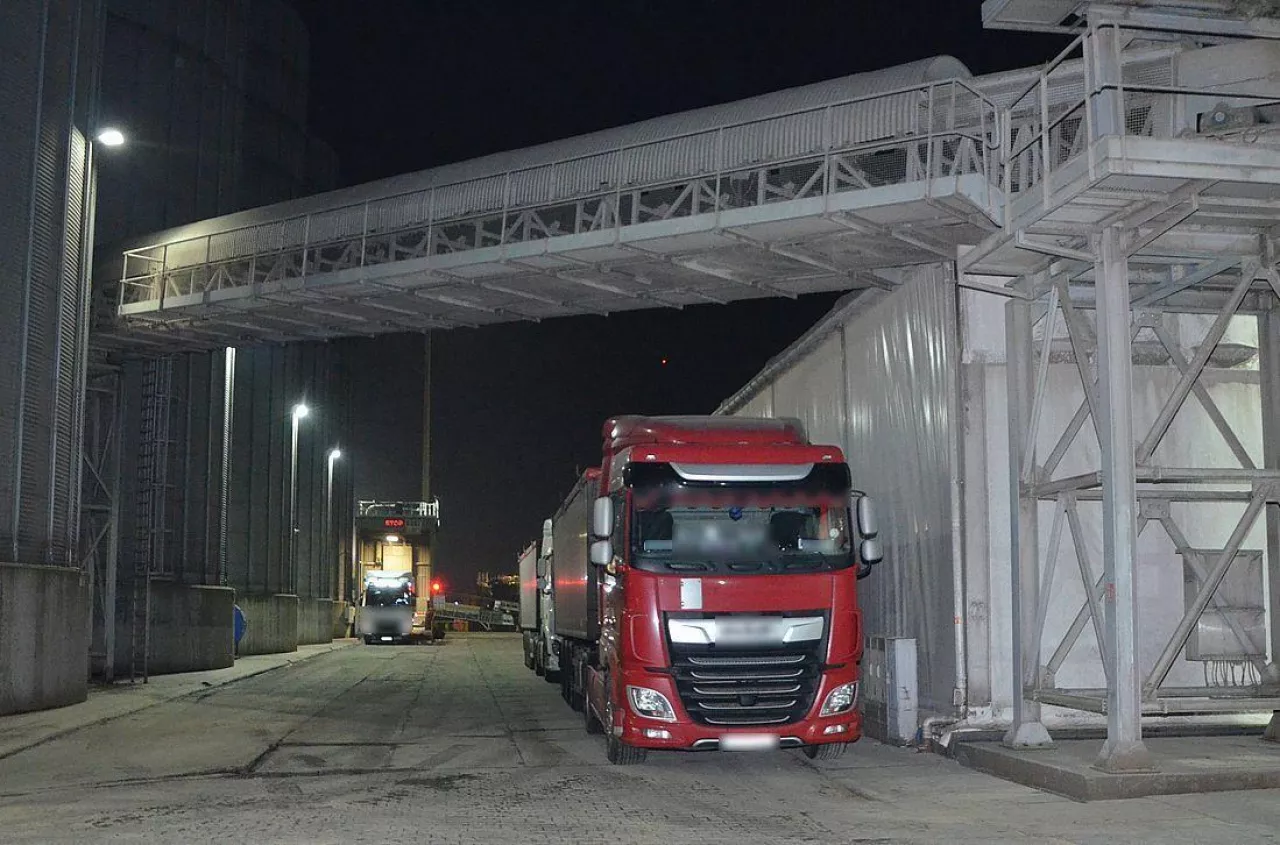 Zboże ze szkodnikami na statek. Tak chcieli zarobić 20 tys. zł