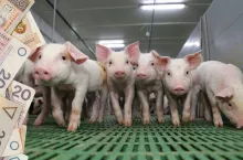 Drastyczny spadek cen skupu prosiąt