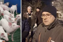 Ceny świń runęły