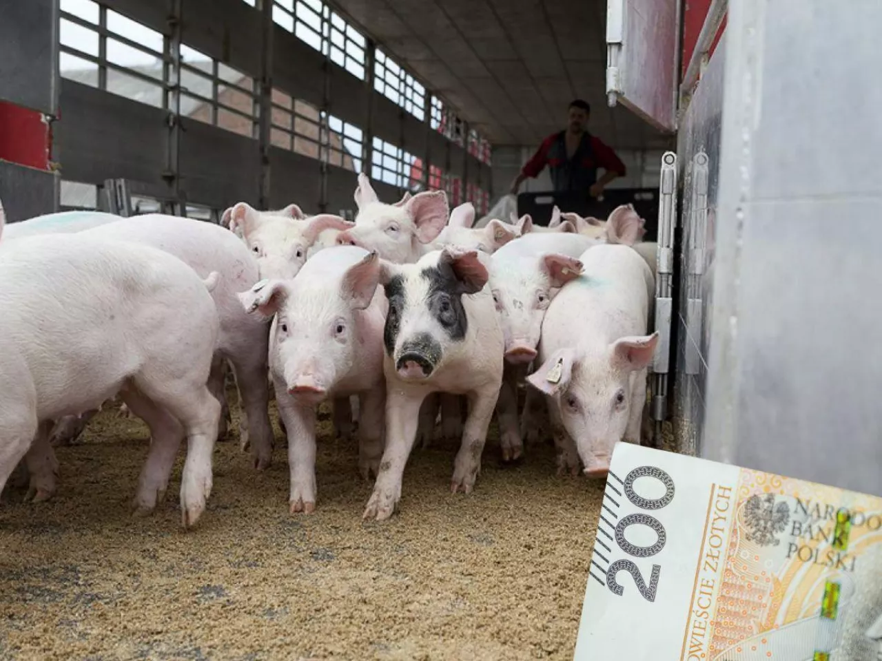Ceny świń ostro w dół