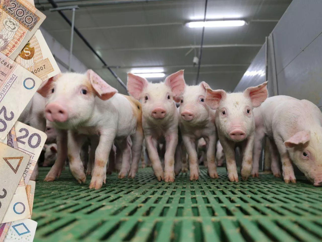 Drastyczny spadek cen skupu prosiąt