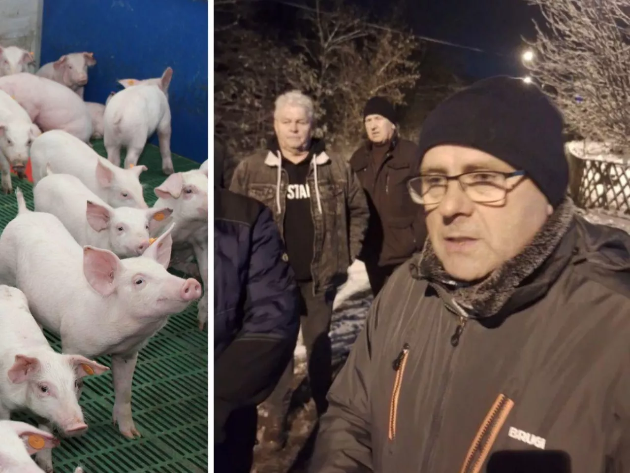 Ceny świń runęły