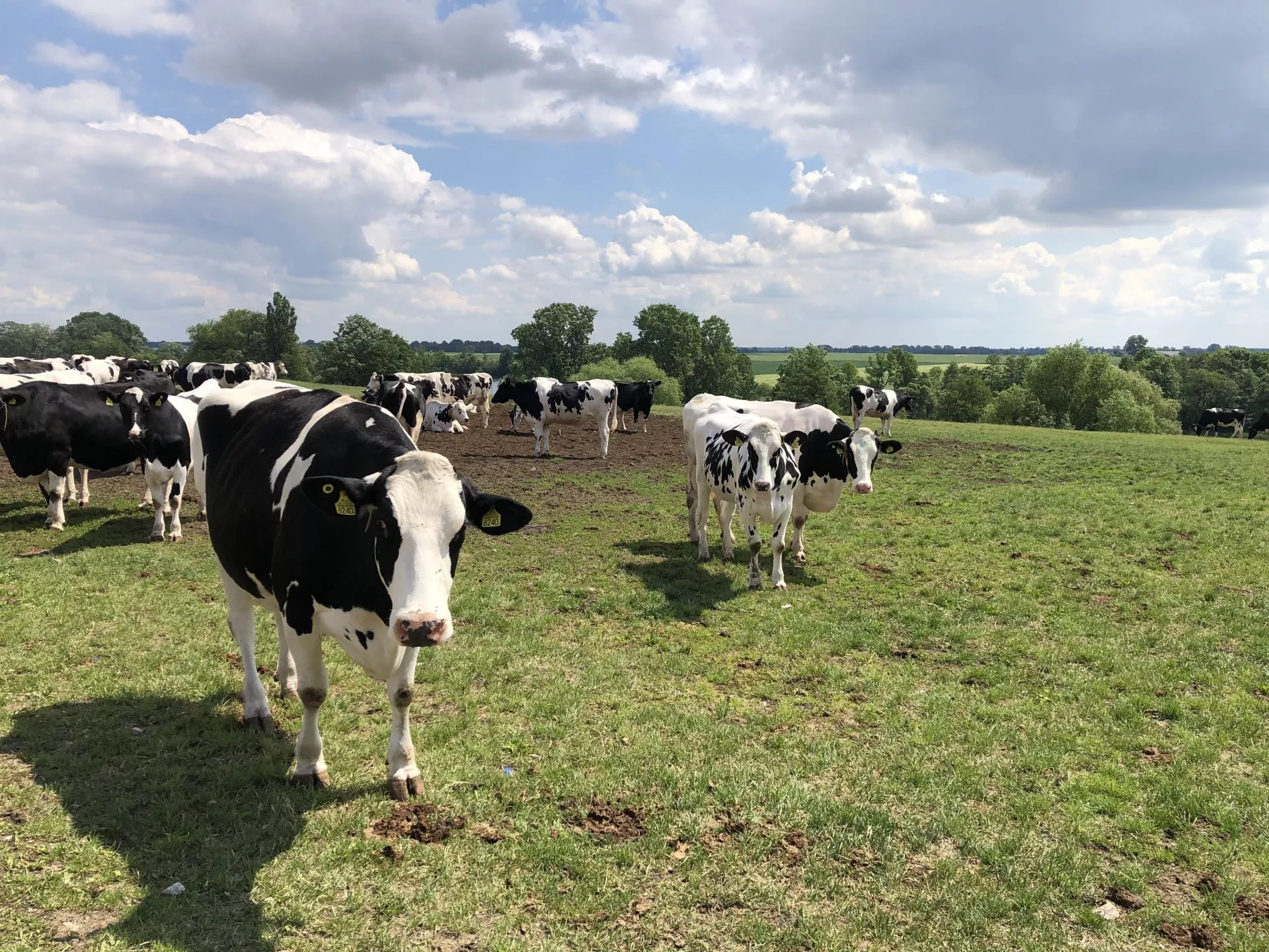 Świat pompuje produkcję mleka. A UE zapłaci za to spadkiem cen