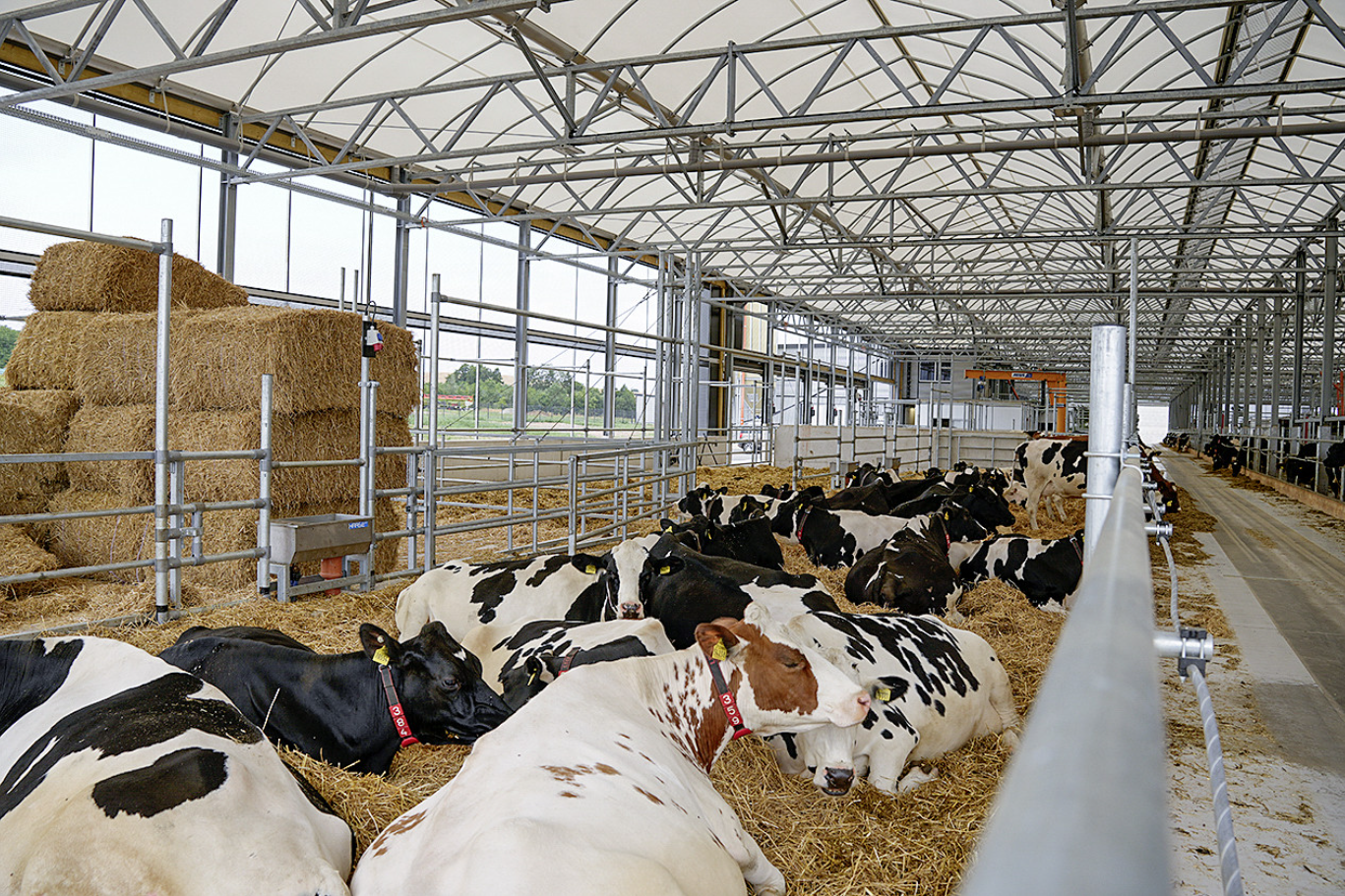 Rolnicy likwidują krowy. Tak wygląda zagłada mleczarstwa w Europie