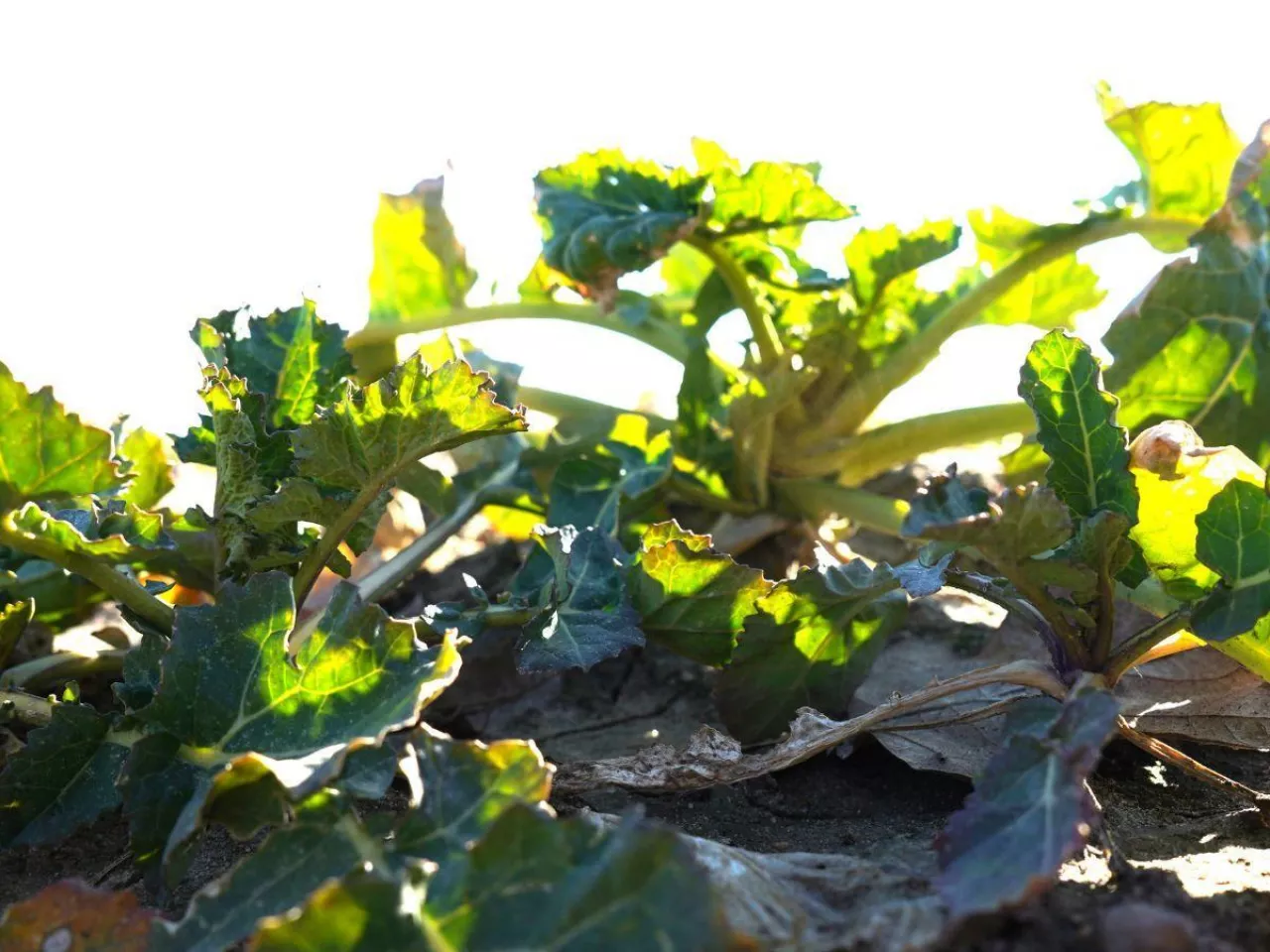 Zboża przetrwają mróz. Ocieplenie może je zniszczyć w kilka dni