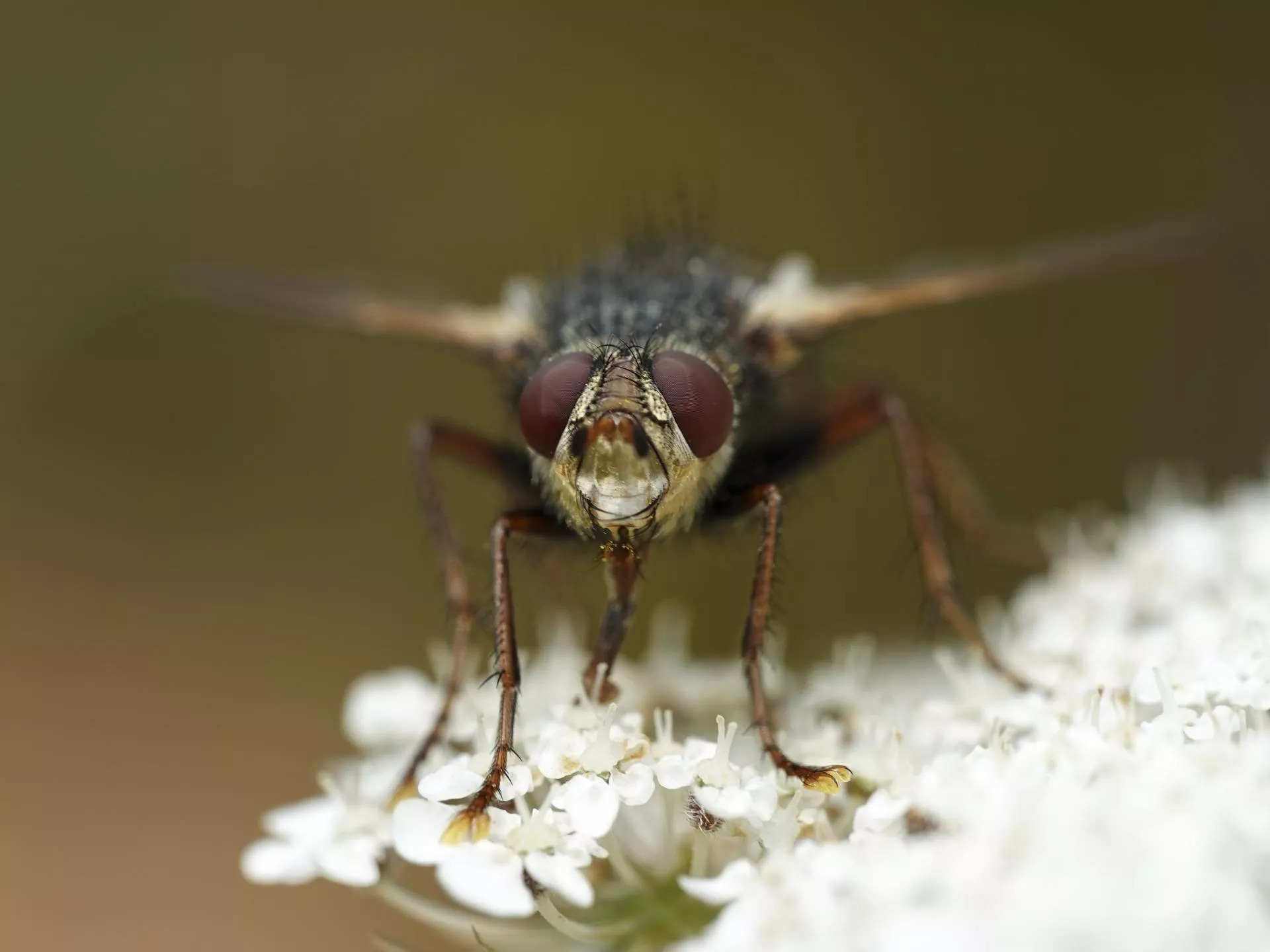 Muchy mogą przenosić ASF i gronkowca