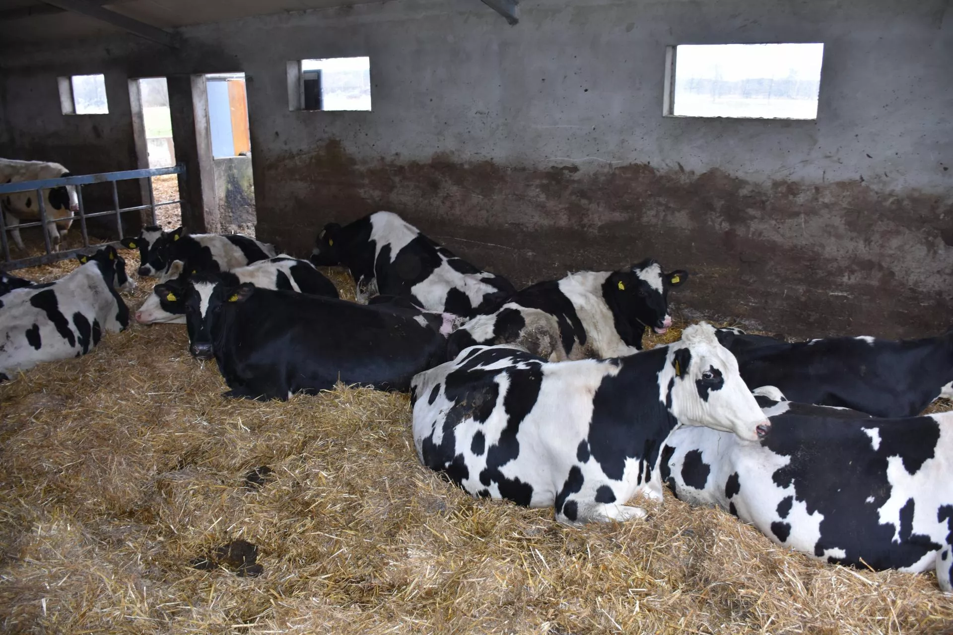 Płyta obornikowa: ministerstwo robi wyjątek. W tym przypadku nie trzeba jej budować