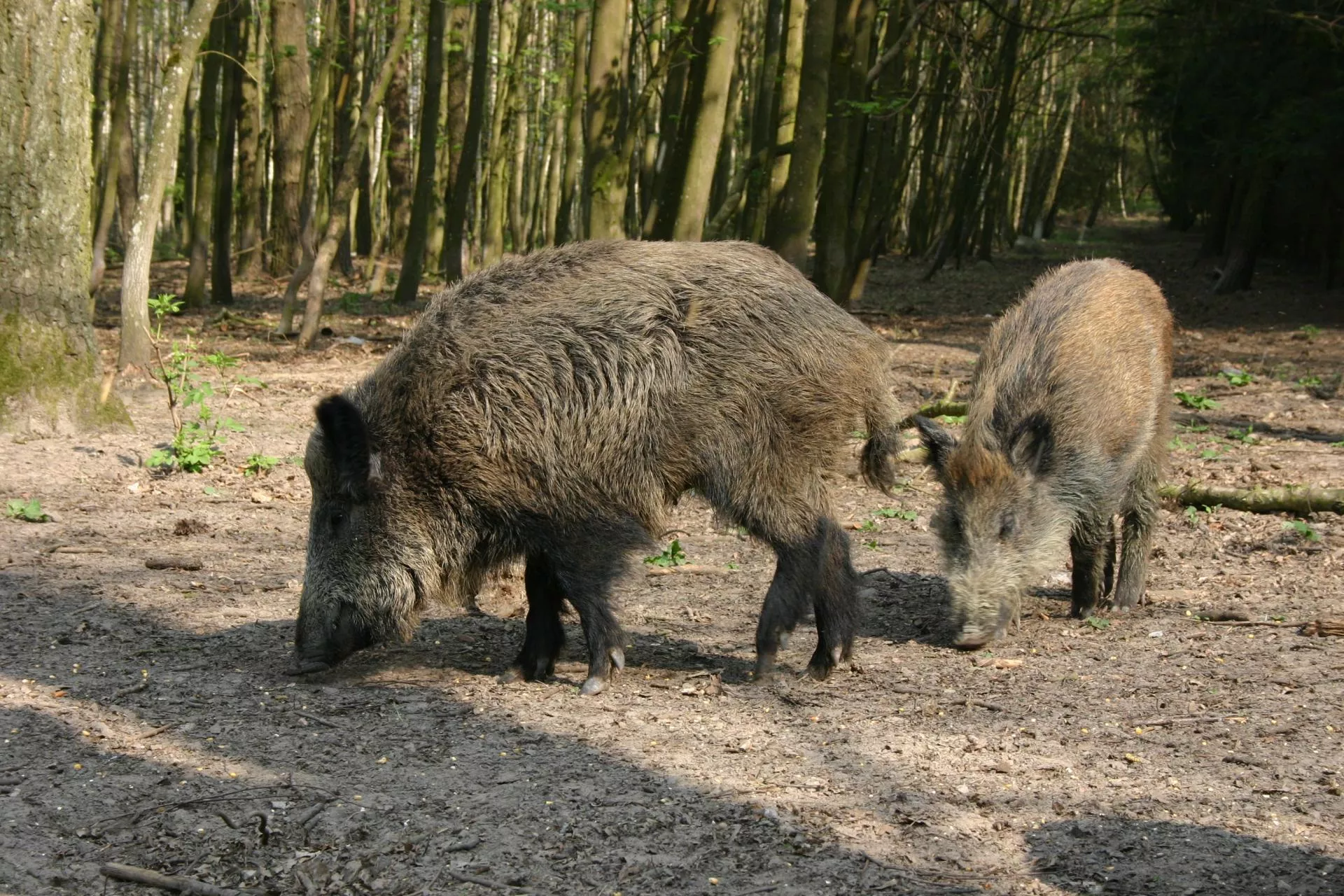 ASF wrócił do Hiszpanii po 30 latach. Co to oznacza dla cen świń w Polsce i UE?