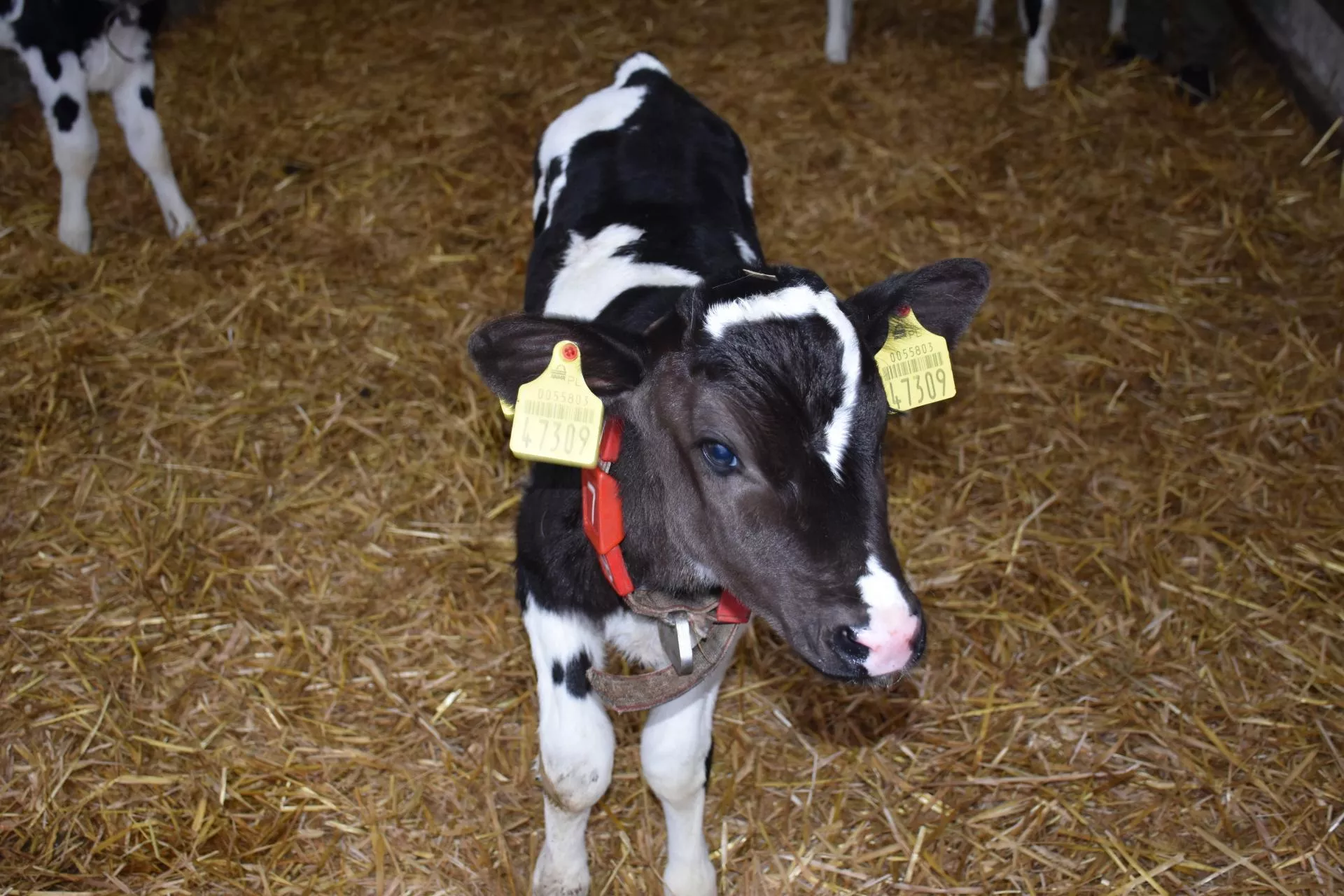 Cielę z „siódemką” na czole. Niezwykłe narodziny u rolników z Kaszub