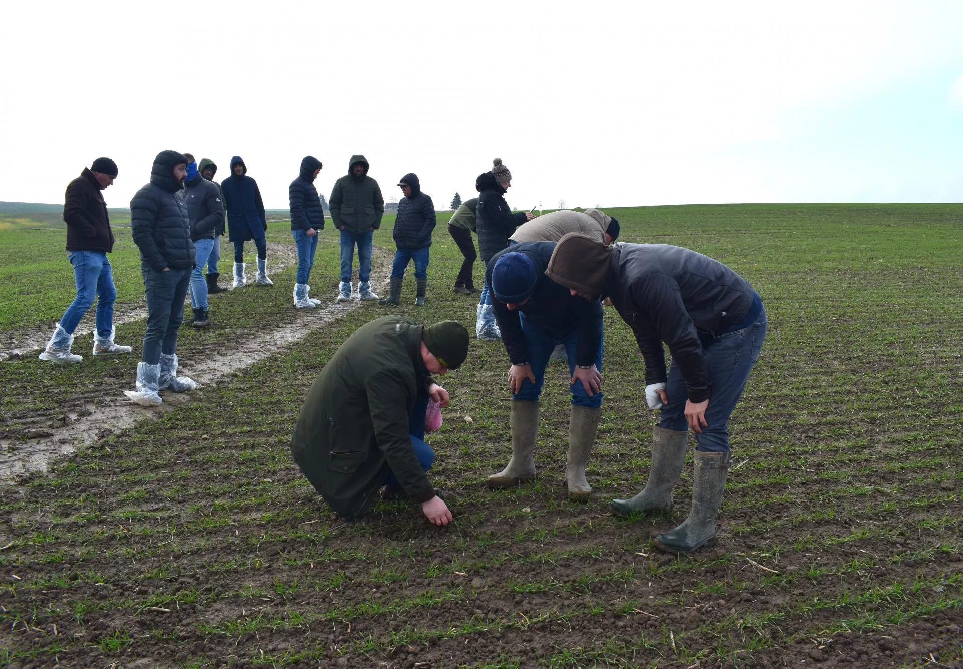 Gospodarstwo Paluzy: jak trafić pszenicą w punkt? Rolnicy zaskoczeni wynikami siewu