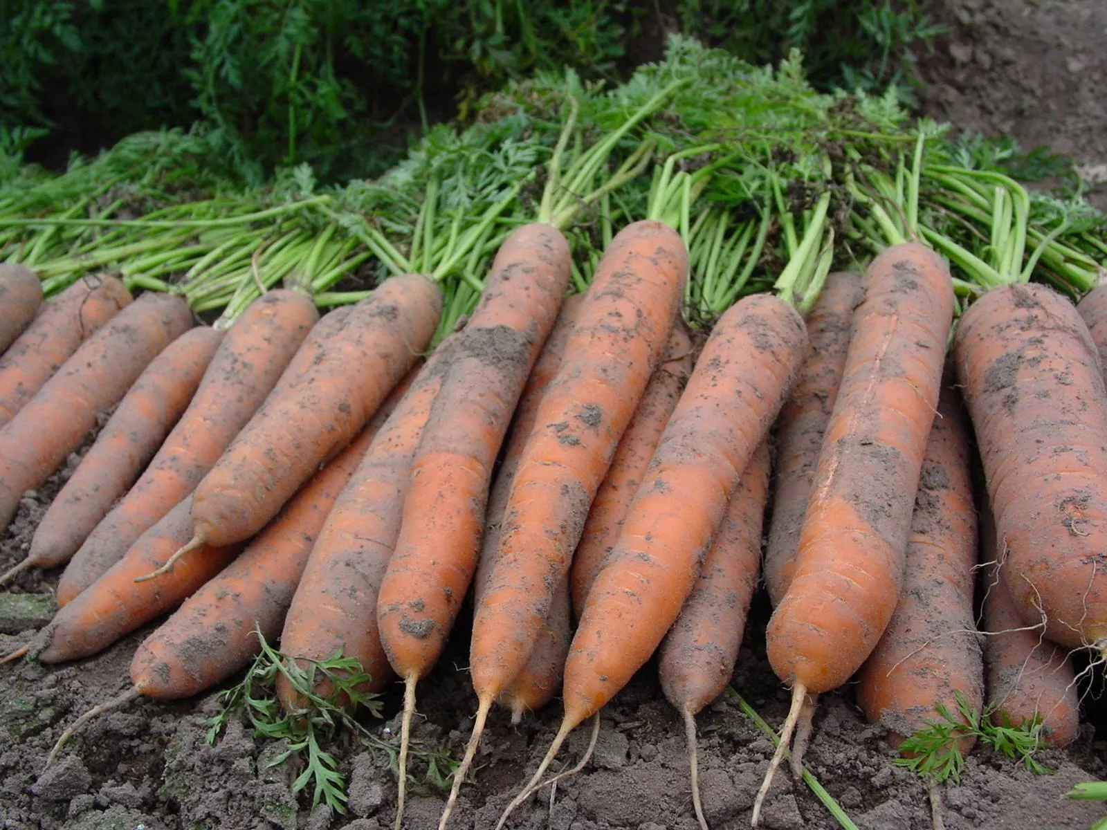 Masz kwaśną glebę? Tak uratujesz plon warzyw