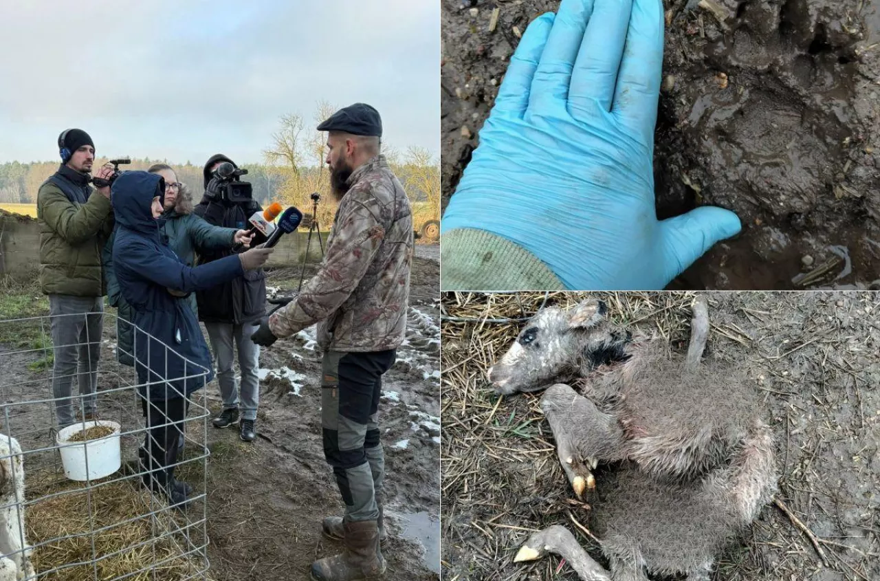 „Przeciągnęły budkę o metr”. Dramat rolnika po ataku na cielęta